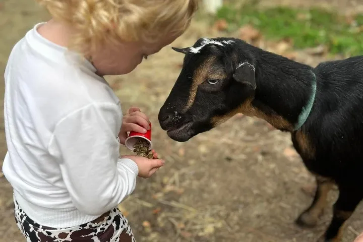 Child feeding a black goat with a small red cup near a white fence.