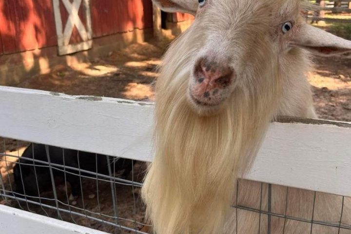 Goat with long beard peering through white fence, red barn in background.