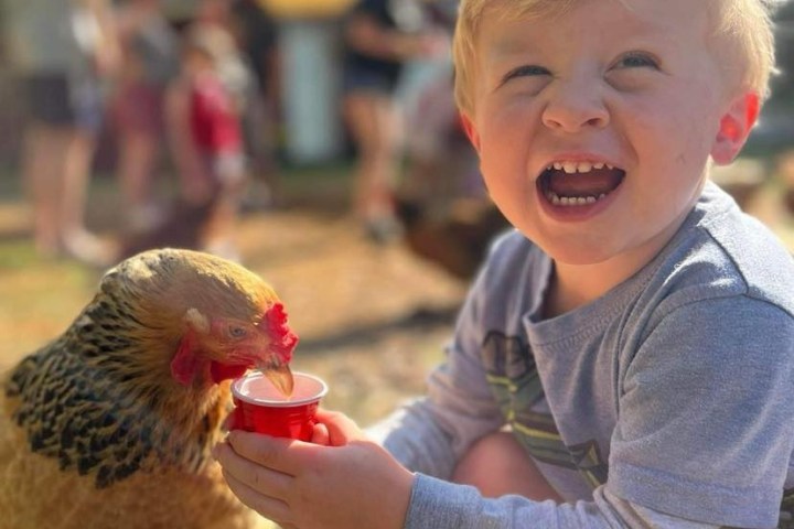 Smiling child holding cup for chicken to drink, outdoors on a sunny day.