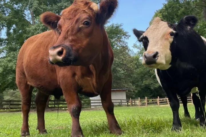 Two cows standing in a grassy field with trees and a fence in the background.