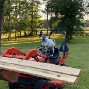 Goat standing on a red tractor with wooden planks in a grassy area.