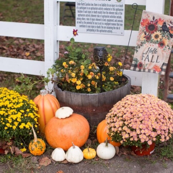 Autumn display with pumpkins, mums, and a 'Hello Fall' sign by a white fence.