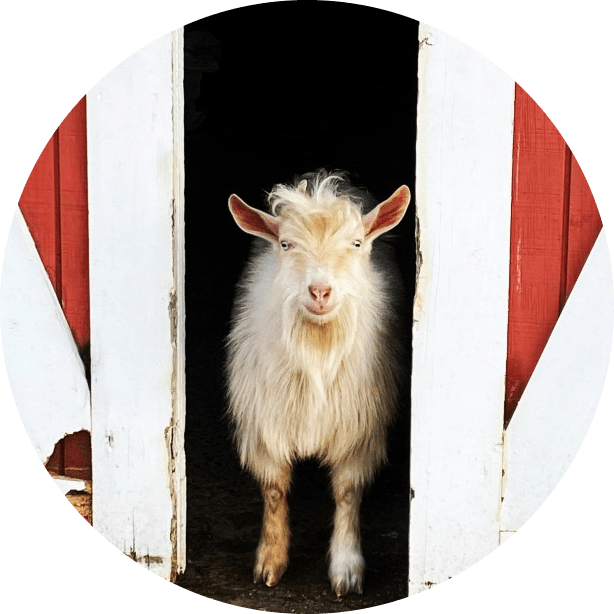 imgi_19_PeanutButter-modified Fluffy goat standing in barn doorway with red and white doors.