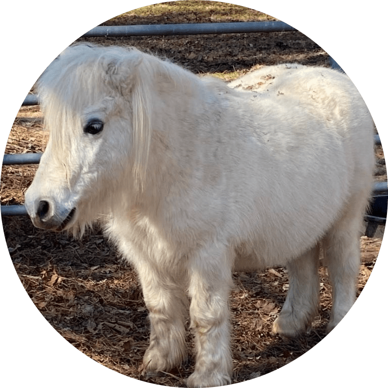 imgi_20_Gus-modified White miniature horse standing on a dirt surface near a metal fence.