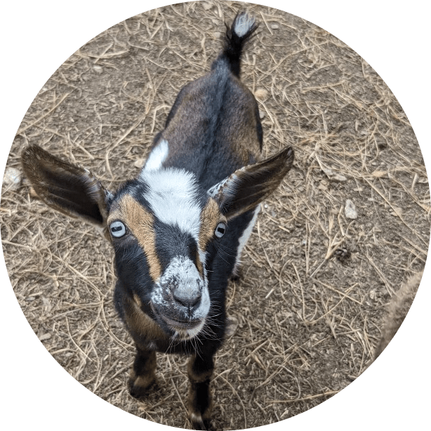 imgi_21_Reese-1-modified Brown and black goat with white face markings stands on sandy ground, looking up.