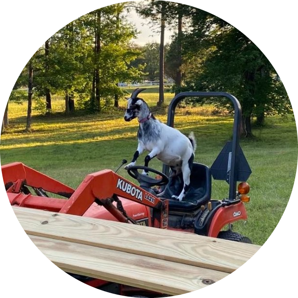 imgi_22_Oreo-modified Goat standing on a red tractor seat in a grassy area with trees in the background.