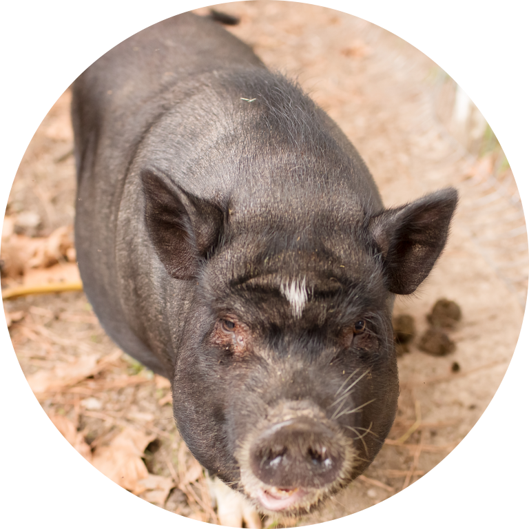 imgi_24_Rosero-42-modified A black pig with a white snout and a small white patch on its head looking forward.