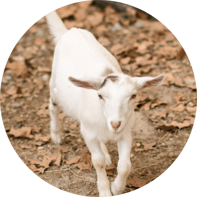 imgi_25_Rosero-18-modified Young white goat walking on dry leaves outdoors.