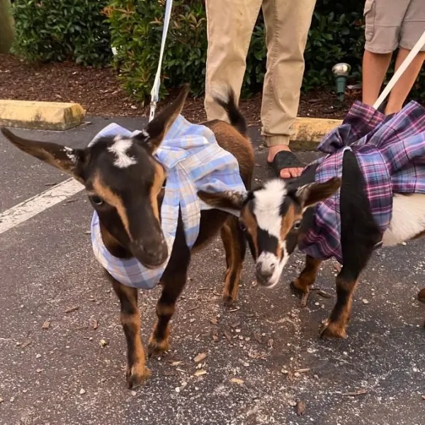 Two goats in plaid outfits on leashes stand on a paved surface with people holding the leashes.