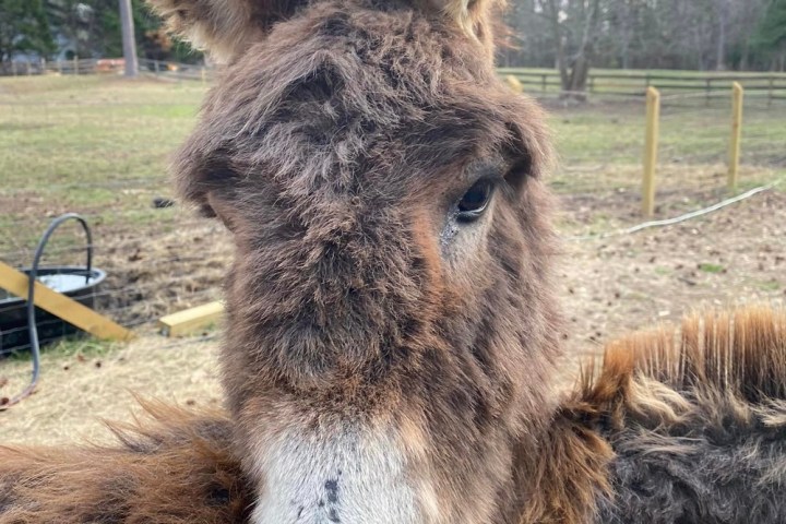 Close-up of a fuzzy brown donkey with large ears standing in a grassy area with trees.
