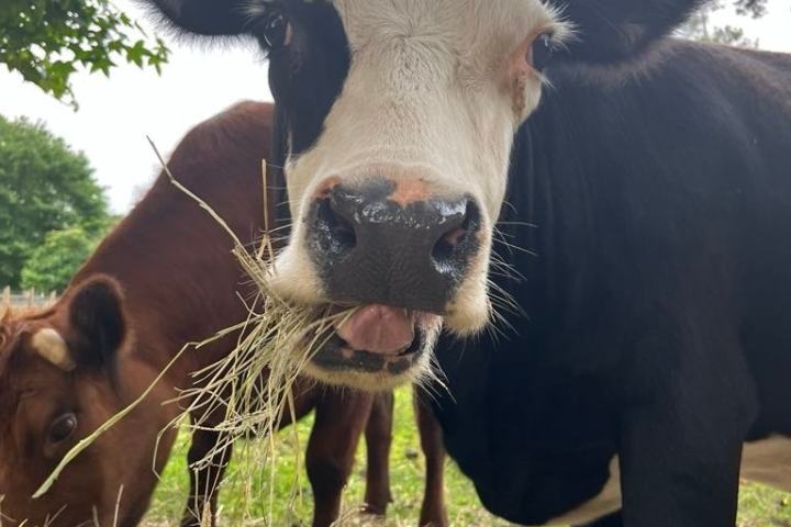 Close-up of a cow eating hay with another cow in the background.