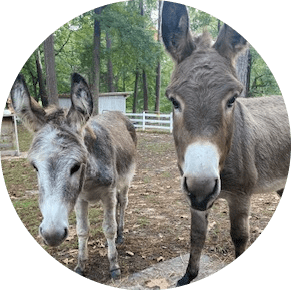 cropped_circle_image (11) Two donkeys standing on dirt with trees and a fence in the background.