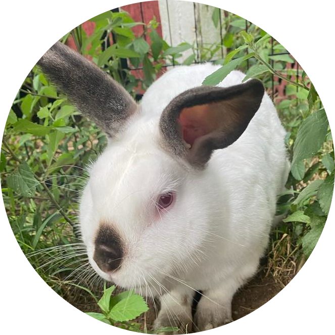 cropped_circle_image (3) White rabbit with dark ears and nose sits among green plants.