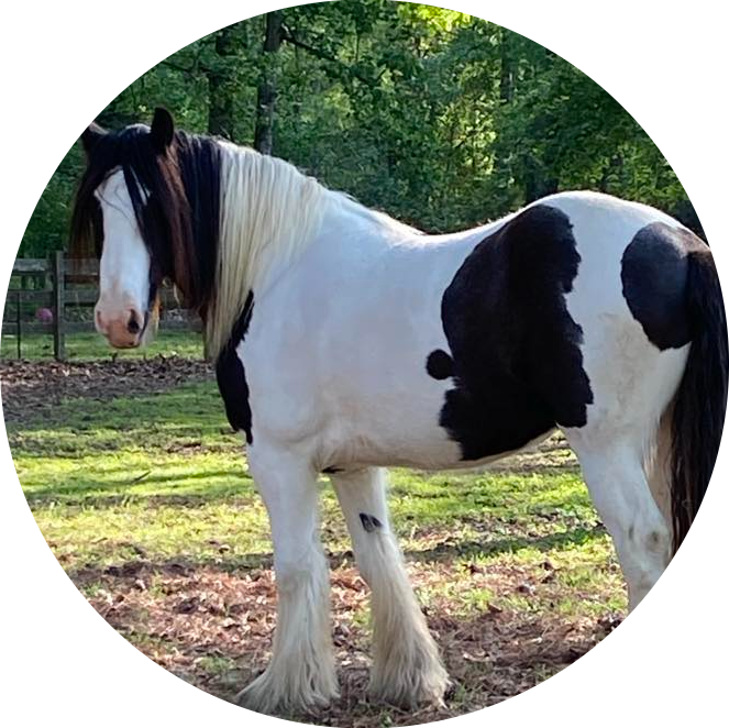 cropped_circle_image (4) Black and white horse standing on grassy ground with trees in the background.
