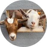 cropped_circle_image (5) Two goats peering out of a wooden opening in a wall.