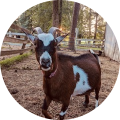 cropped_circle_image (7) A goat with horns standing in a fenced area with trees and a barn.
