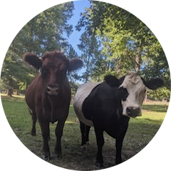 cropped_circle_image (8) Two cows standing on grass with trees in the background.