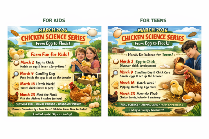 Two posters for a March 2026 Chicken Science Series: activities for kids and teens, focusing on chicken hatching.