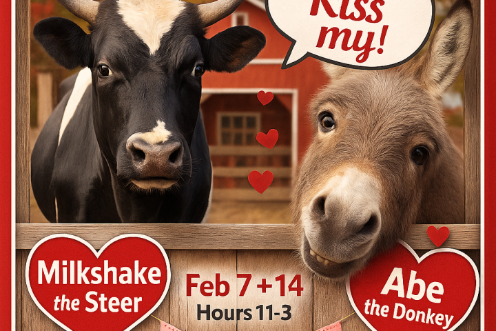 Poster: Valentine Selfies at Kissing Booth with cow and donkey. Details for Feb 7 & 14 at The Feathered Farm.