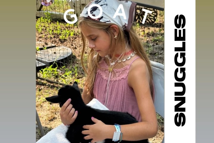 Girl in a pink dress holds a black goat, text: 'GOAT SNUGGLES'