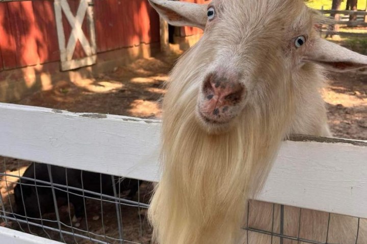 Goat with long beard peering through a white fence.
