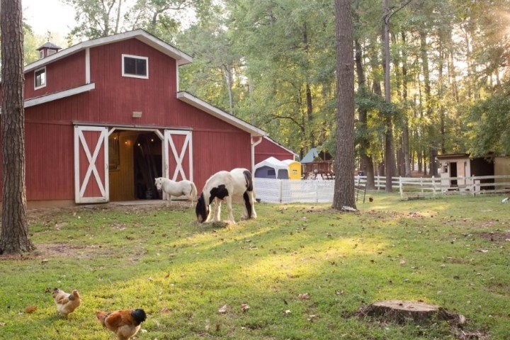 Red barn with white accents, horse grazing, chickens on grass, trees, and sunlight streaming through.